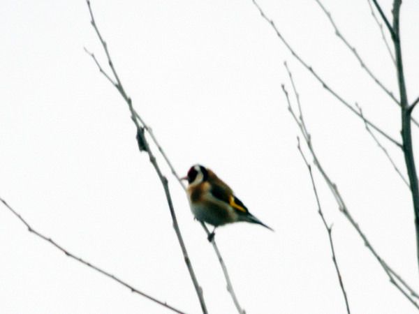 szczygieł  - Andrzej Tarasiuk