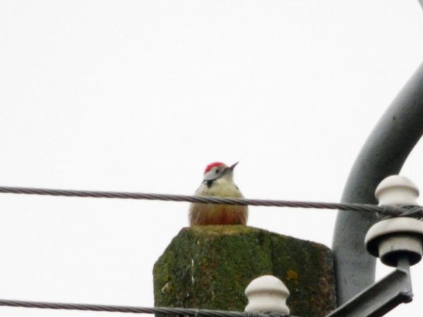dzięcioł średni  - Andrzej Tarasiuk