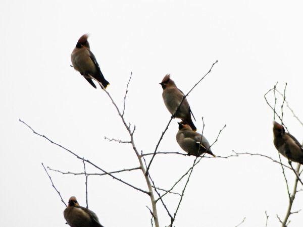 jemiołuszka  - Andrzej Tarasiuk