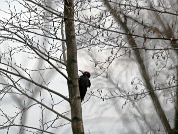 dzięcioł czarny  - Andrzej Tarasiuk