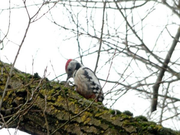 dzięcioł średni  - Andrzej Tarasiuk