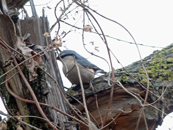 kowalik  - Andrzej Tarasiuk