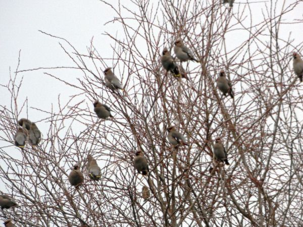 jemiołuszka  - Andrzej Tarasiuk