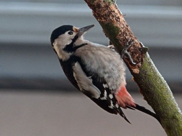 dzięcioł białoszyi  - Andrzej Tarasiuk