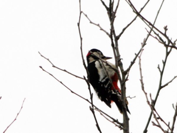 Buntspecht  - Andrzej Tarasiuk