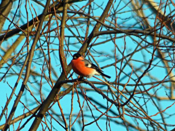 Gimpel  - Andrzej Tarasiuk