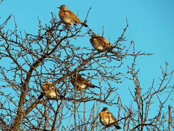 kwiczoł  - Andrzej Tarasiuk