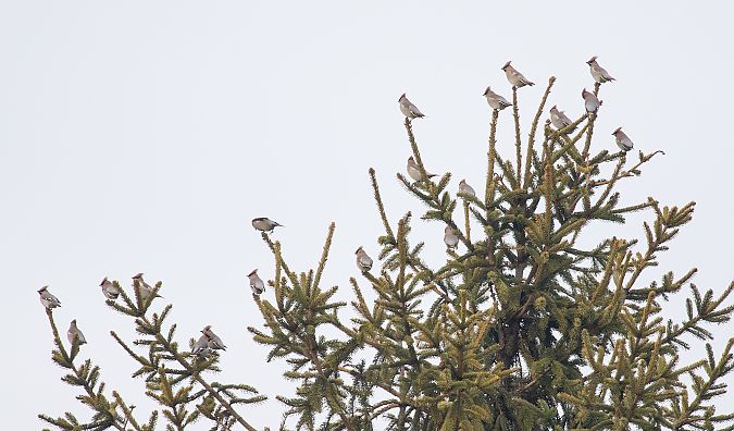 jemiołuszka  - Rafał Szczerbik