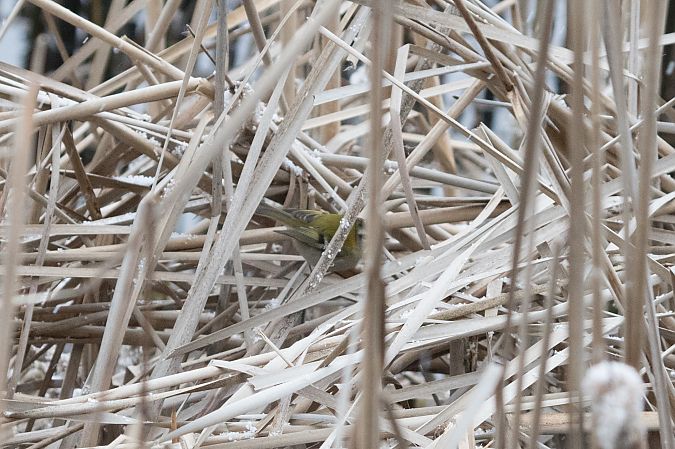 Sommergoldhähnchen  - Rafał Szczerbik