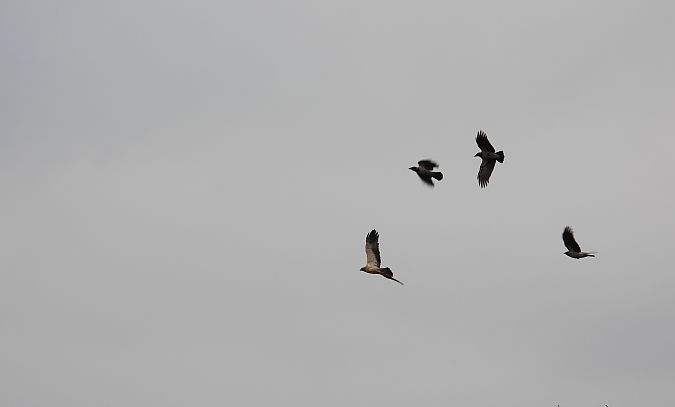 orzełek  - Roman Kempa