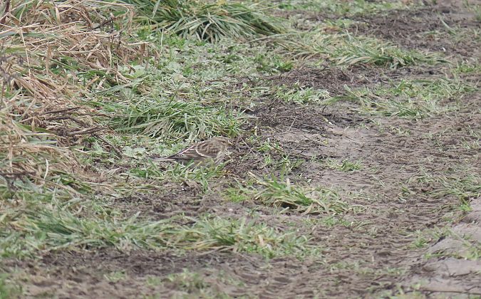 rzepołuch  - Rafał Kurowski