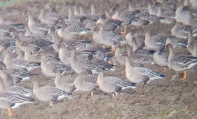 Kurzschnabelgans  - Rafał Kurowski