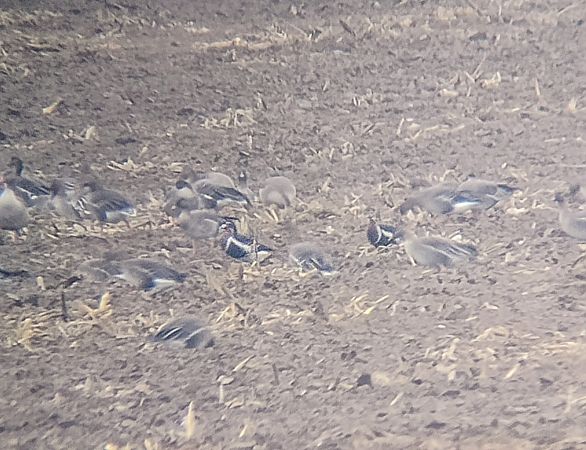 Rothalsgans  - Rafał Kurowski