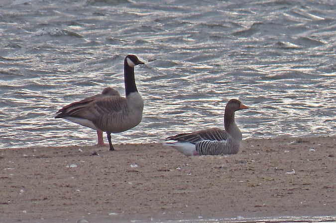 bernikla kanadyjska  - Rafał Kurowski