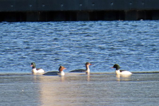 szlachar  - Rafał Kurowski