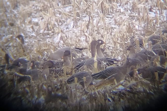 gęś krótkodzioba  - Rafał Kurowski