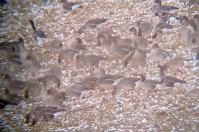 gęś krótkodzioba  - Rafał Kurowski