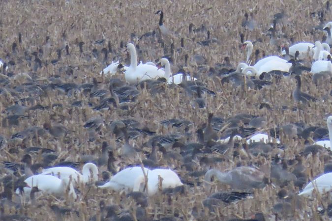 bernikla kanadyjska  - Rafał Kurowski
