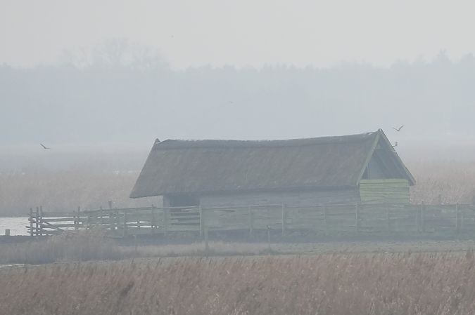 błotniak stawowy  - Marcin Sołowiej
