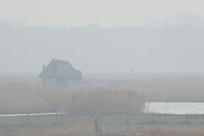 Busard des roseaux  - Marcin Sołowiej