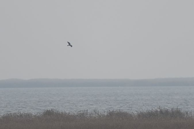 Busard des roseaux  - Marcin Sołowiej