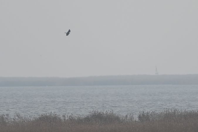 błotniak stawowy  - Marcin Sołowiej