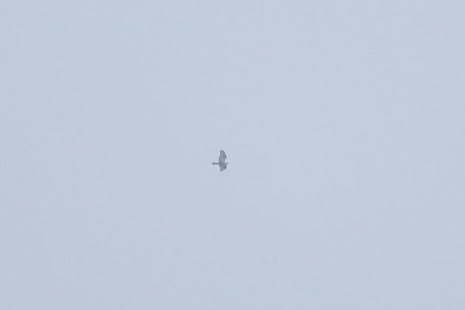 myszołów włochaty  - Marcin Sołowiej