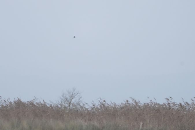 Buse pattue  - Marcin Sołowiej