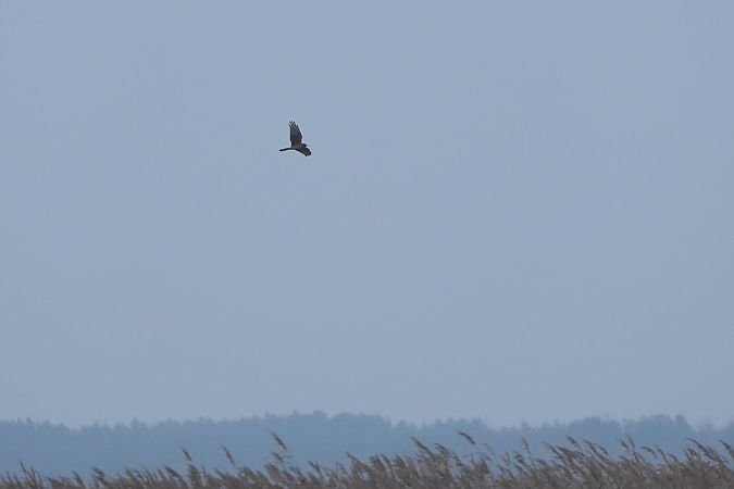 Kornweihe  - Marcin Sołowiej