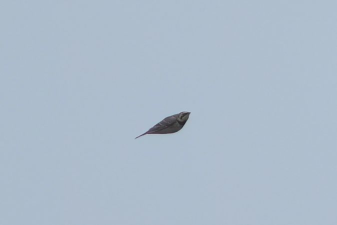 górniczek  - Marcin Sołowiej