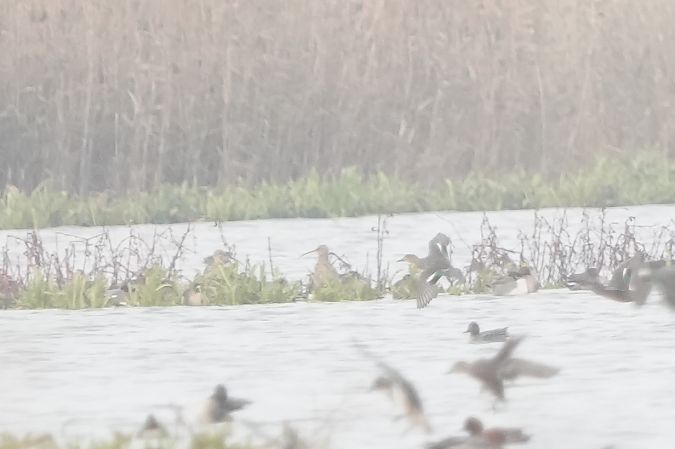 Eurasian Curlew  - Marcin Sołowiej