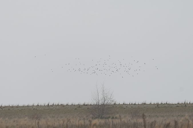 śnieguła  - Marcin Sołowiej