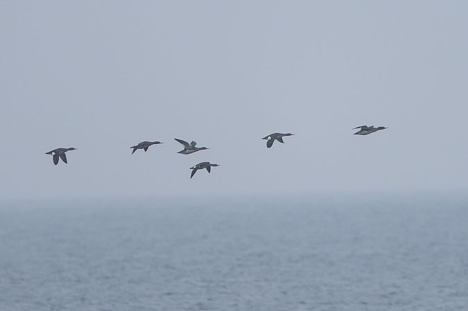 szlachar  - Marcin Sołowiej