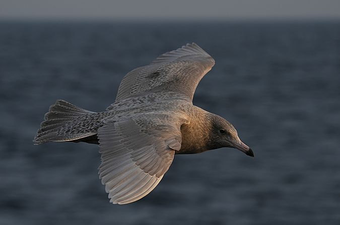 Eismöwe  - Marcin Sołowiej