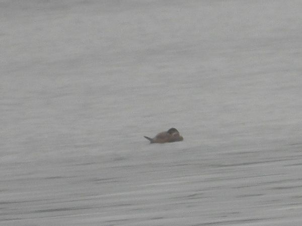 sterniczka  - Andrzej Gajowniczek