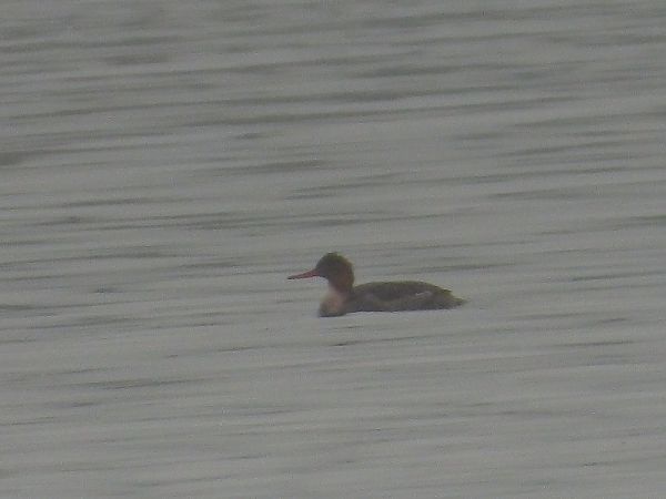 szlachar  - Andrzej Gajowniczek