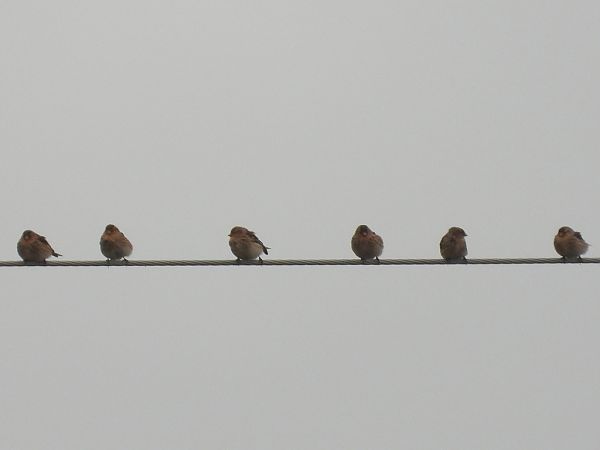 rzepołuch  - Andrzej Gajowniczek