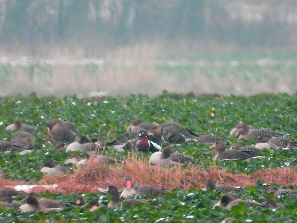 bernikla rdzawoszyja  - Andrzej Gajowniczek