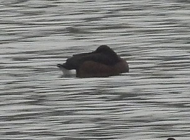 podgorzałka  - Ewa Szczepankiewicz