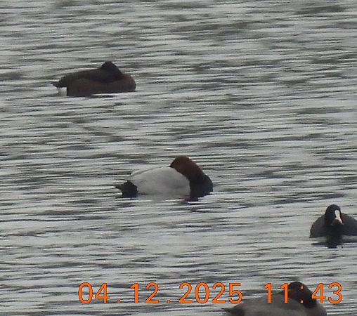 podgorzałka  - Ewa Szczepankiewicz