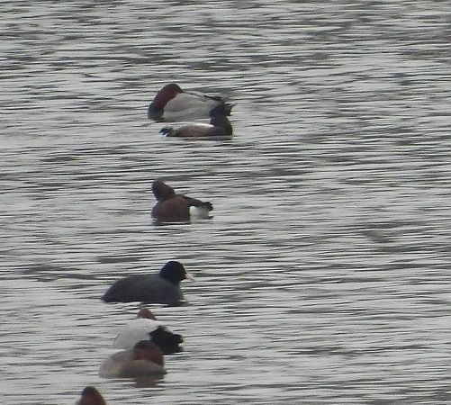 podgorzałka  - Ewa Szczepankiewicz