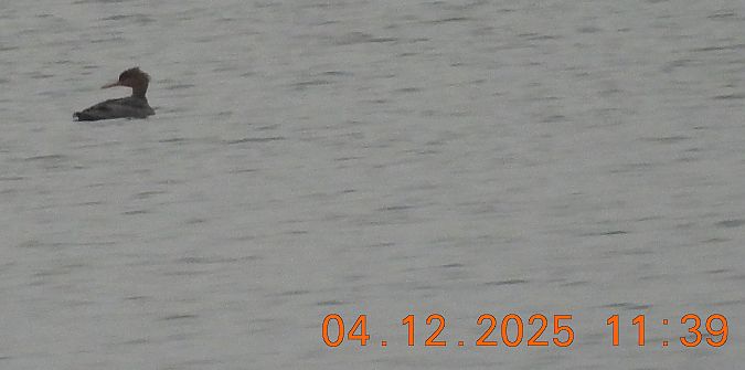 szlachar  - Ewa Szczepankiewicz