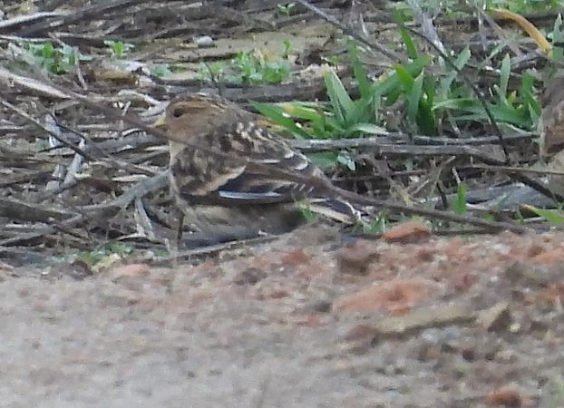Twite  - Ewa Szczepankiewicz