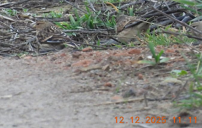 rzepołuch  - Ewa Szczepankiewicz