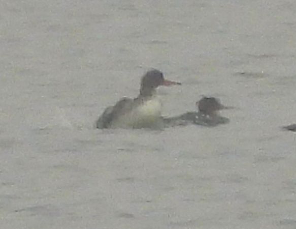 Mittelsäger  - Ewa Szczepankiewicz