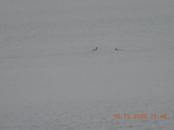 Mittelsäger  - Ewa Szczepankiewicz