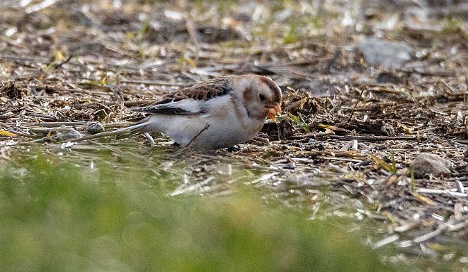 śnieguła  - Grzegorz Dąbrowski