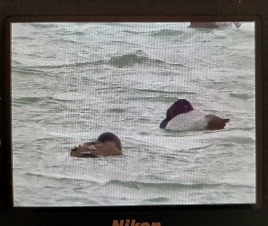 hełmiatka  - Janusz Błaż