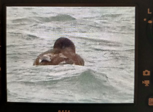 Kolbenente  - Janusz Błaż