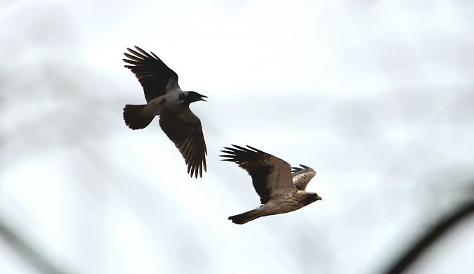 orzełek  - Maciej Kulmajer